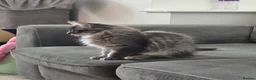 Maine Coon cats for sale: Gorgeous, sociable maine coon kittens  - Advert 6