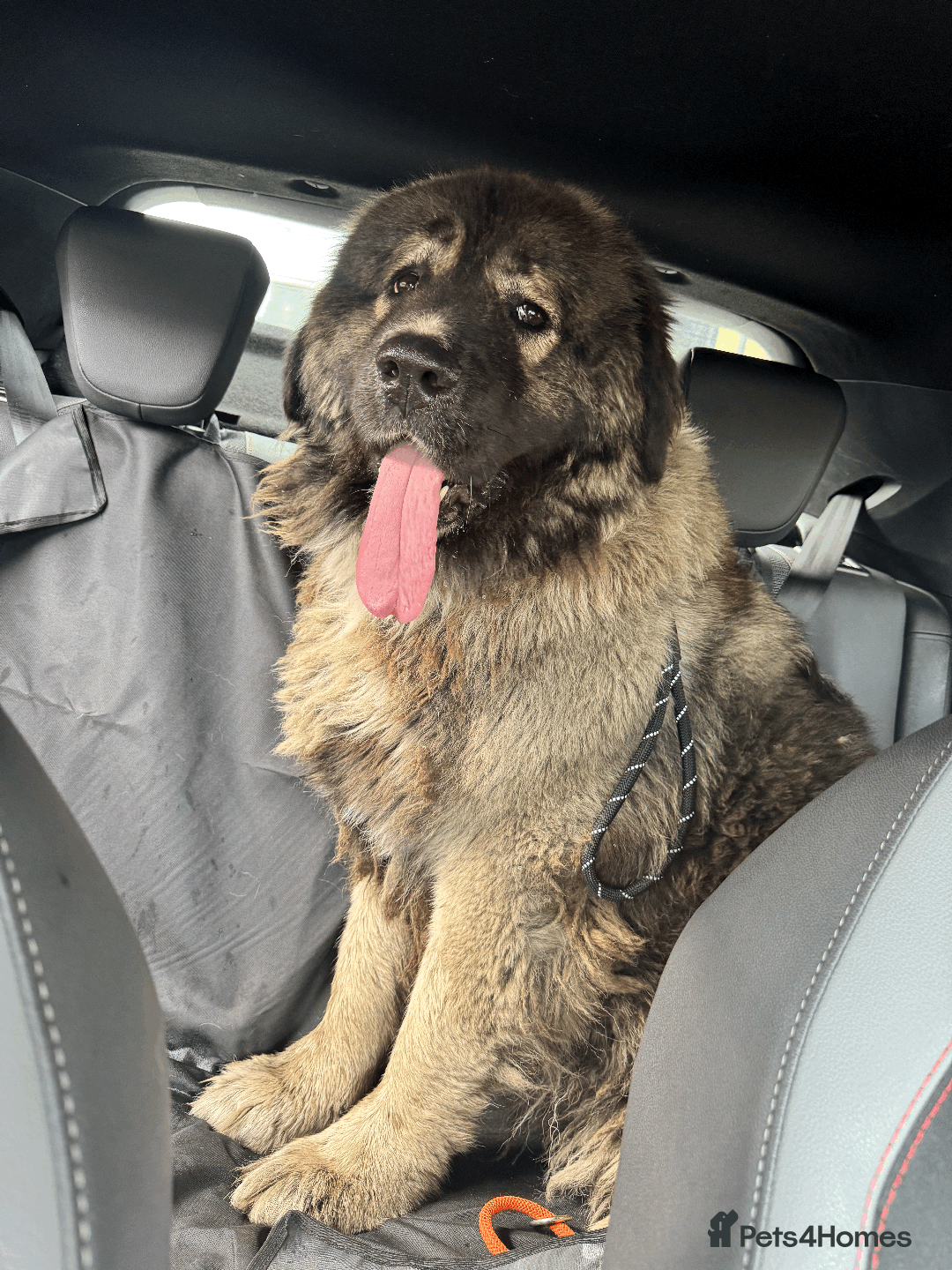 Caucasian Shepherd Dog dogs for sale: 🏡 ADOPT MISHA 🐾 FREE 🌟 Make a Christmas Miracle - Advert 13