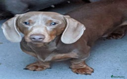 Miniature Dachshund dogs for sale: Paris  - Image 5