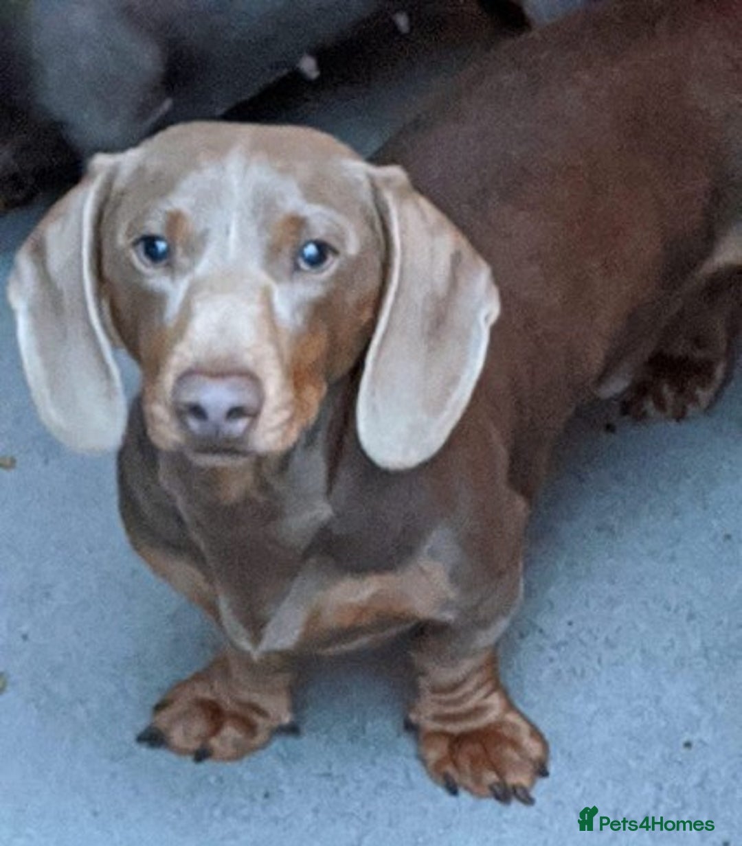 Miniature Dachshund dogs for sale: Paris  - Image 5