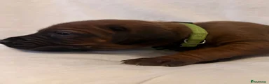 Rhodesian Ridgeback 4