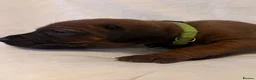 Rhodesian Ridgeback dogs for sale: Rhodesian Ridgeback Puppies European Pedigree  - Advert 3