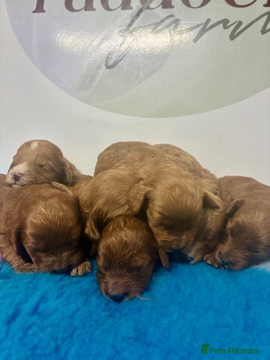 Cockapoo dogs for sale: 🌟 Beautiful F1 Cockapoo puppies 🌟 - Advert 7