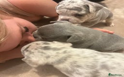 French Bulldog dogs for sale: Stunning French bulldog puppies - Advert 1