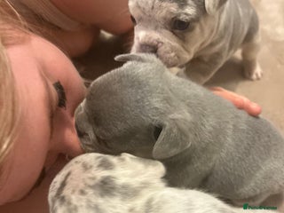 French Bulldog dogs Stunning French bulldog puppies - Advert 1