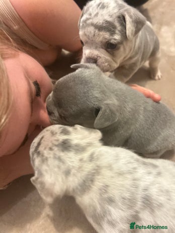 French Bulldog dogs Stunning French bulldog puppies - Advert 1