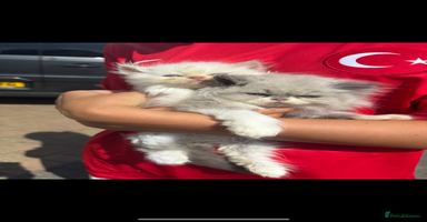 Persian cats - Advert 7