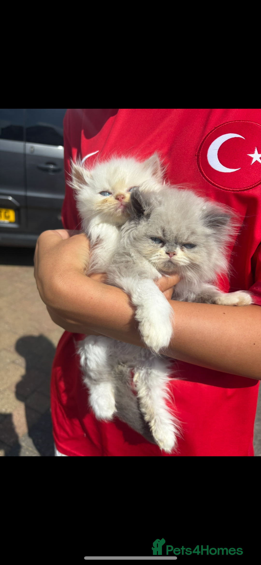 Persian cats for sale: Beautiful Persian/Ragdoll kittens - Image 3