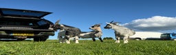 Goats livestock for sale: 3 Pygmy cross goats  - Advert 2