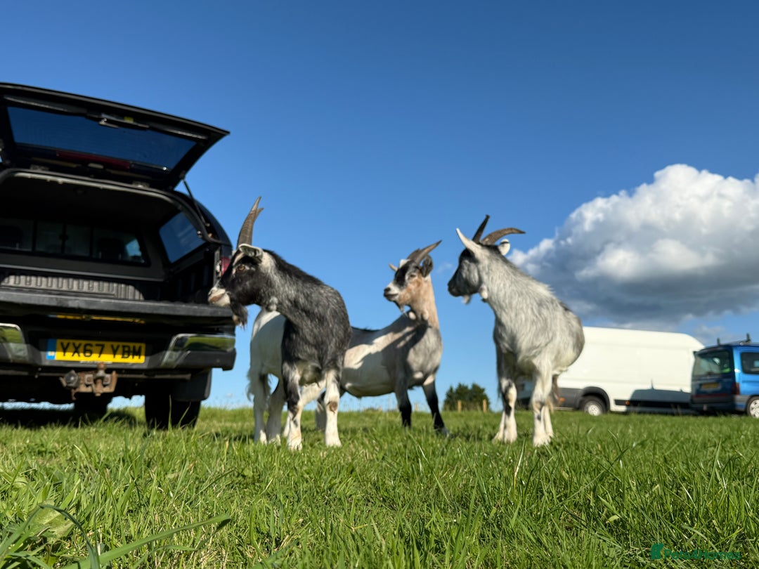 Goats livestock for sale: 3 Pygmy cross goats  - Advert 2