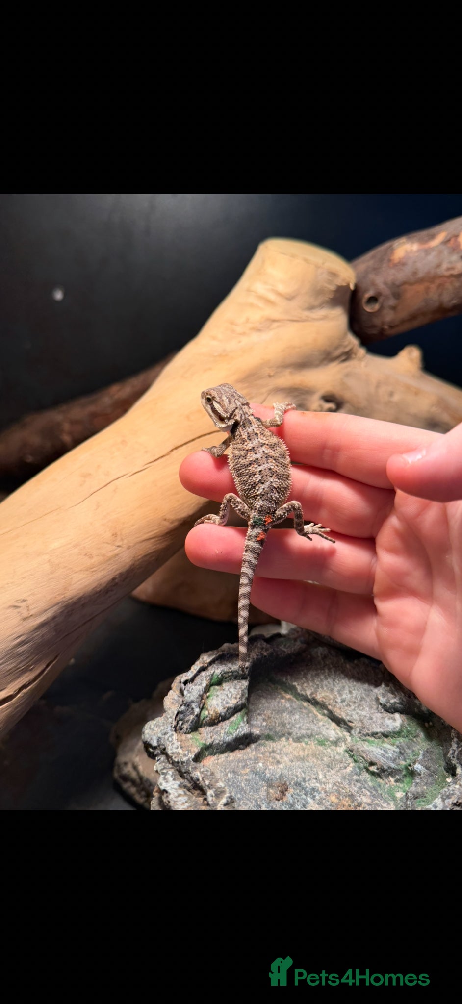 Bearded Dragon reptiles Trans Hypo Bearded Dragons - Advert 2