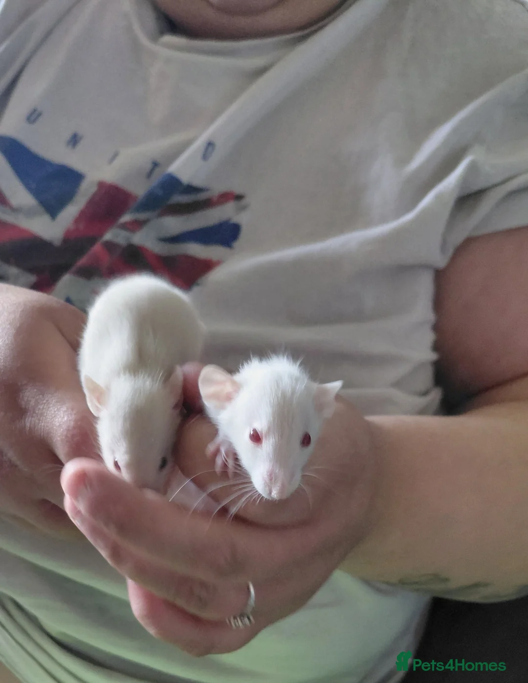 Rat rodents for sale: 2 white female dumbos mix of topeard and simise - Advert 2