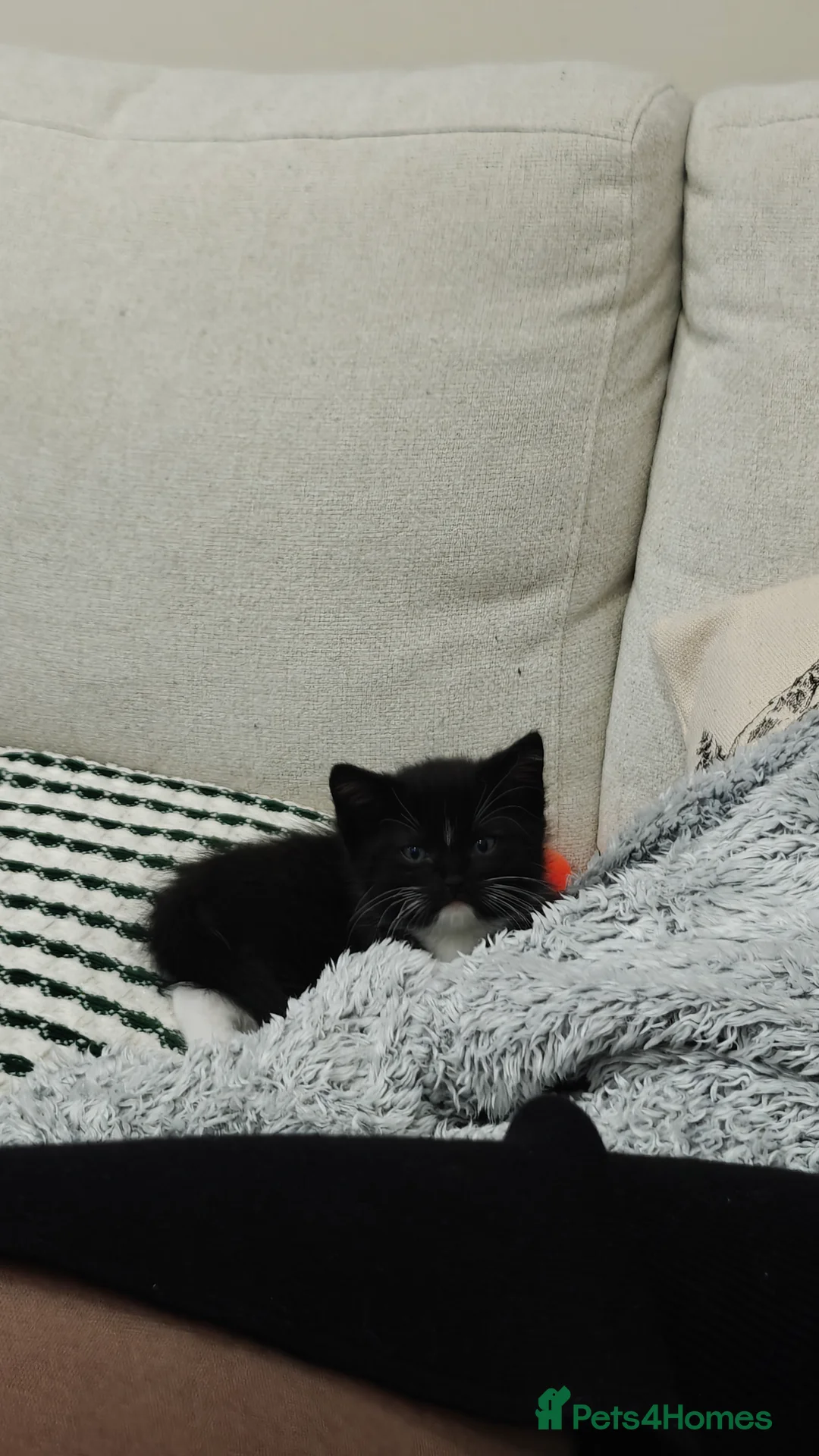 Ragdoll cats for sale: Ragdoll mix  - Advert 29