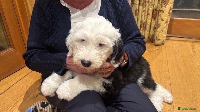 Old English Sheepdog dogs Kennel Club Registered Old English Sheepdog Pups - Advert 4