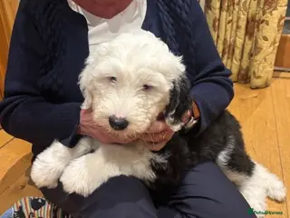 Old English Sheepdog dogs Kennel Club Registered Old English Sheepdog Pups - Advert 4
