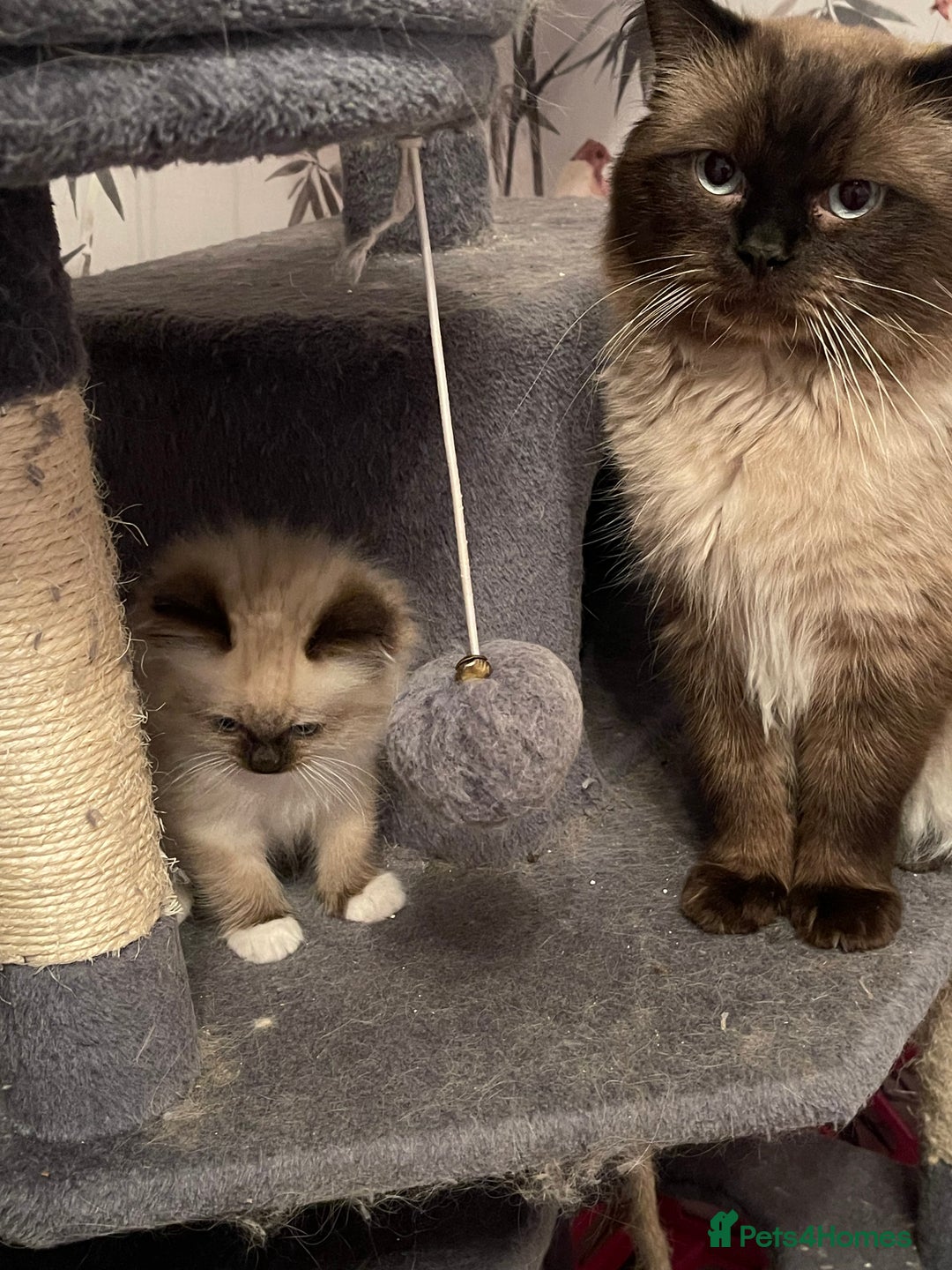 Ragdoll cats for sale: Our little snow babies ragdoll kittens  - Image 29