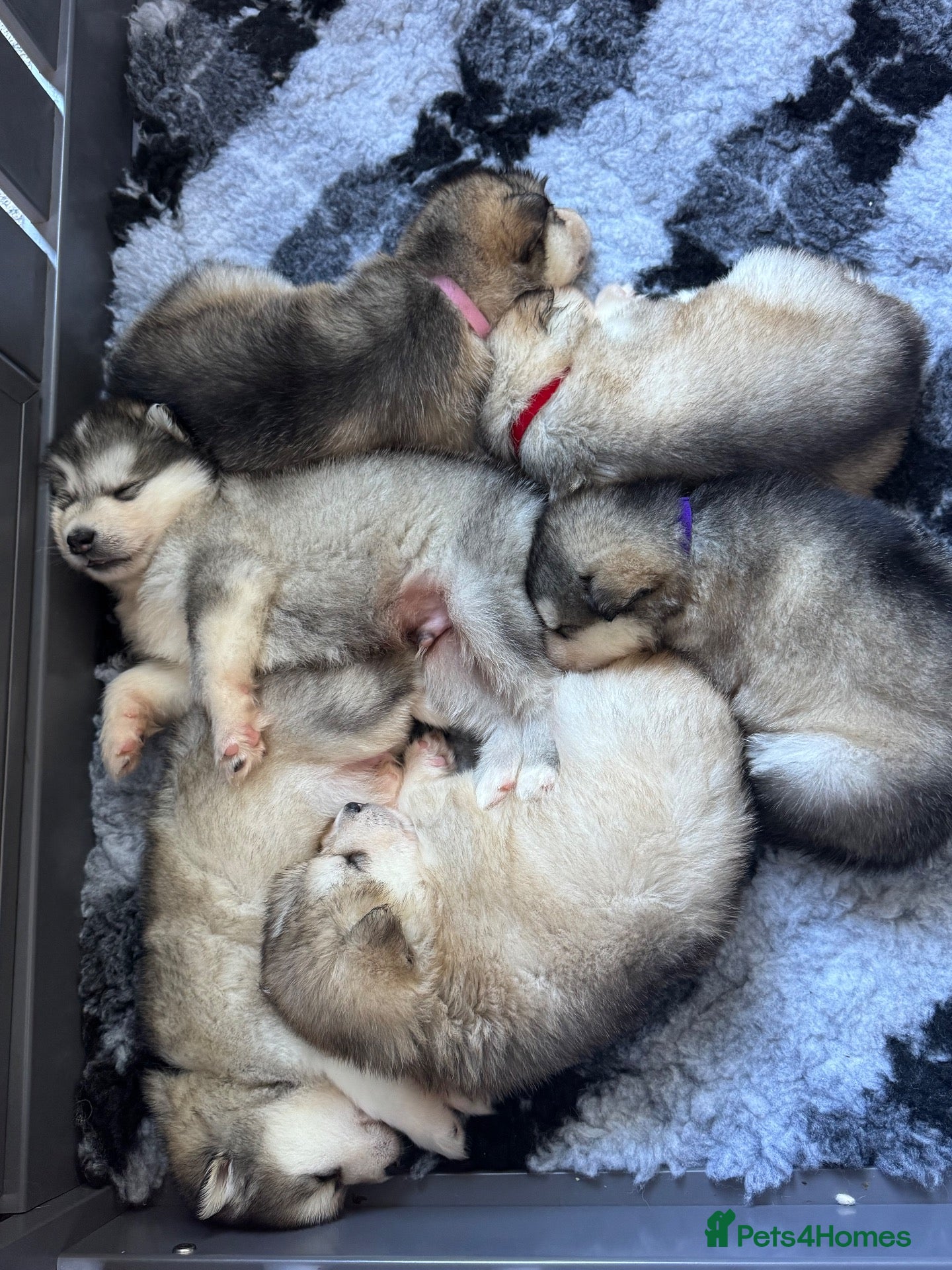 Alaskan Malamute dogs Behaviourist Raised Malamute Champion Line Pups  - Advert 1