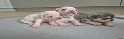 French Bulldog dogs for sale: Pet litter Frenchies with rope female - Advert 10