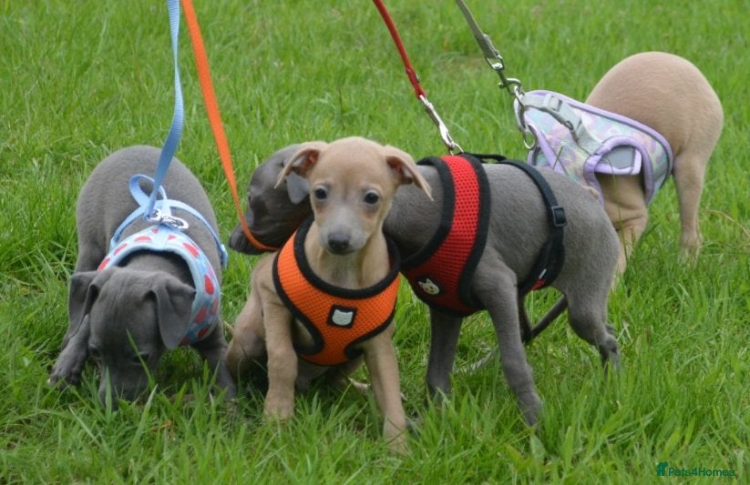 Italian Greyhound dogs Enzo KC Reg. Ready from Sat 13 June after 2nd Vac  - Advert 18