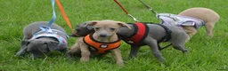 Italian Greyhound dogs for sale: Kc registered Italian greyhound pups  - Advert 15