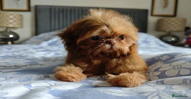 Shih Tzu dogs - Advert 10