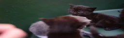 Munchkin cats for sale: Beautiful Black Female kitten looking 4 home - Advert 9
