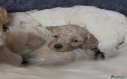 Poochon dogs for sale: Seriously gorgeous farm reared tiny puppies  - Image 21