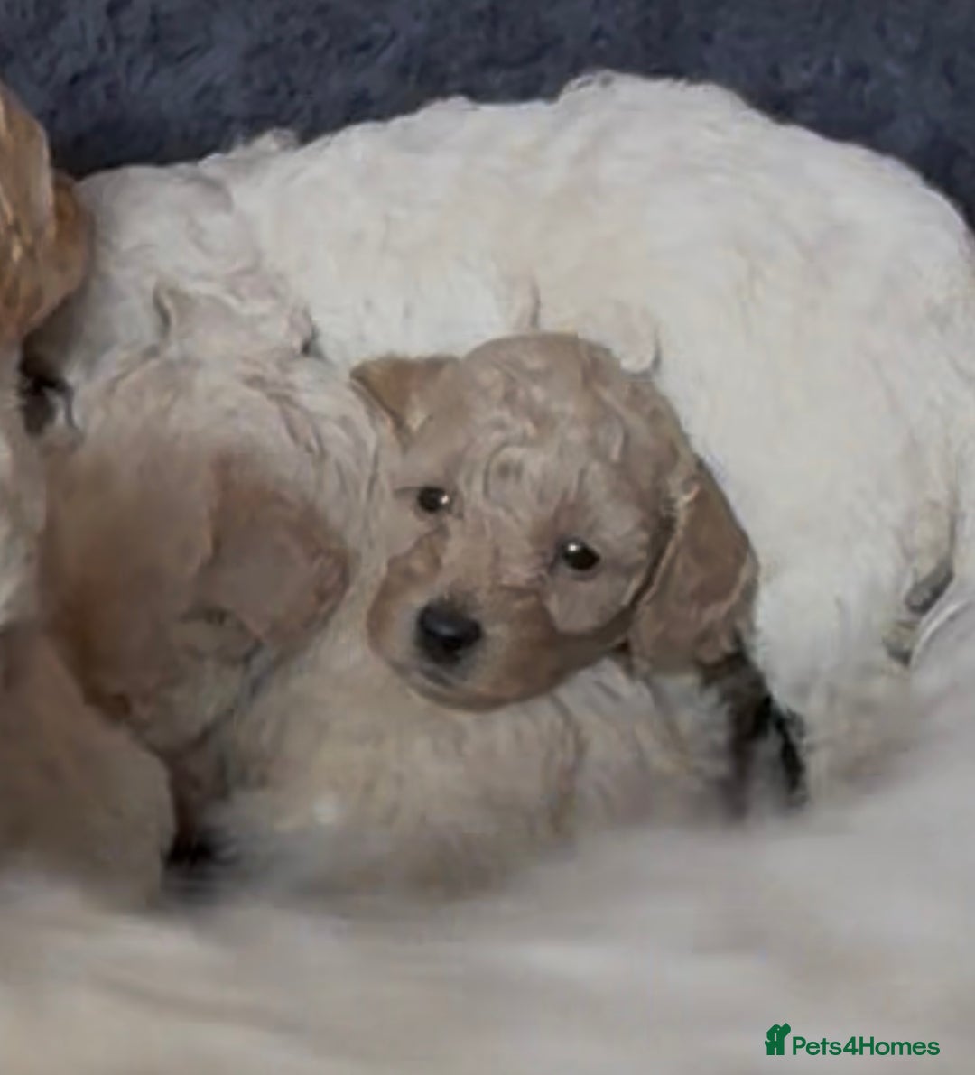 Poochon dogs for sale: Seriously gorgeous farm reared tiny puppies  - Image 21