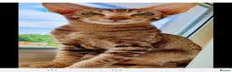 Oriental cats for sale: Pedigree Oriental kittens  - Advert 9