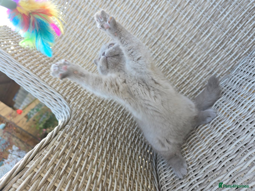 British Shorthair cats for sale: Stunning British Shorthair Kittens  - Image 5