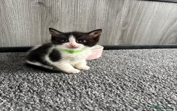 Domestic Shorthair cats for sale: Beautiful kittens  - Image 8