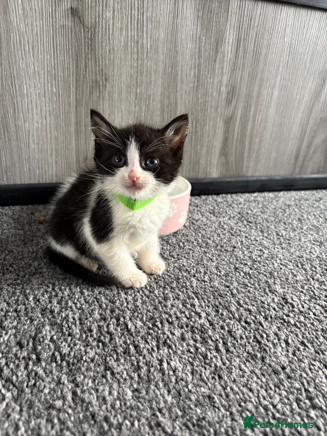 Domestic Shorthair cats for sale: Beautiful kittens  - Image 8