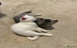 British Shorthair cats for sale: Reduced BSH kittens a few left !!! Going cheap  - Image 4