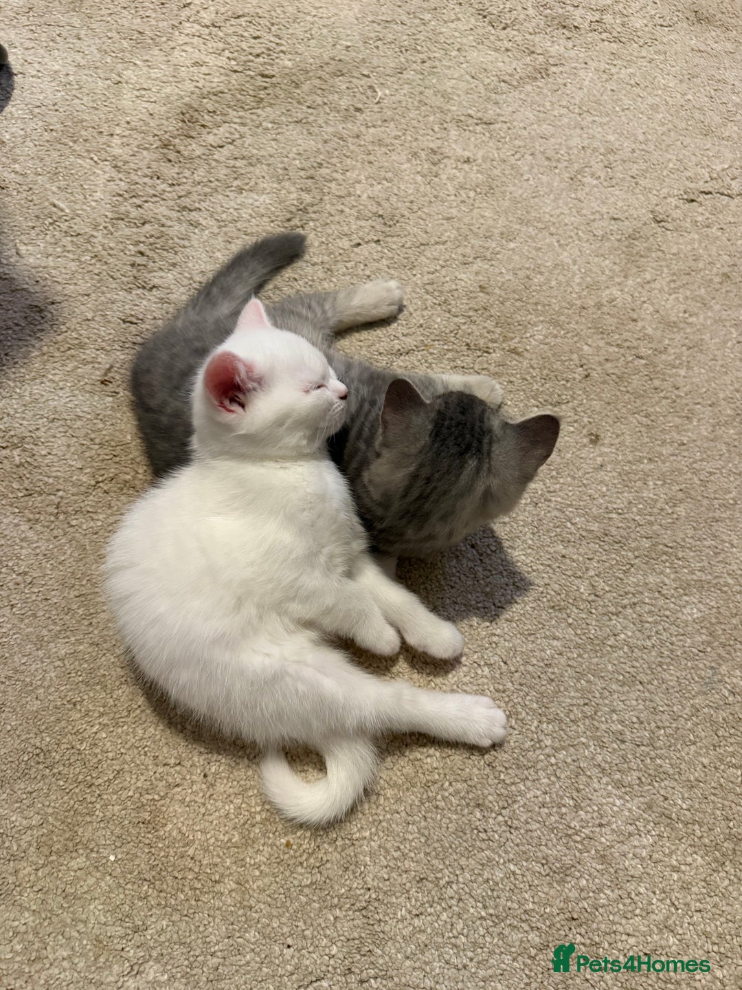 British Shorthair cats for sale: Reduced BSH kittens a few left !!! Going cheap  - Image 4
