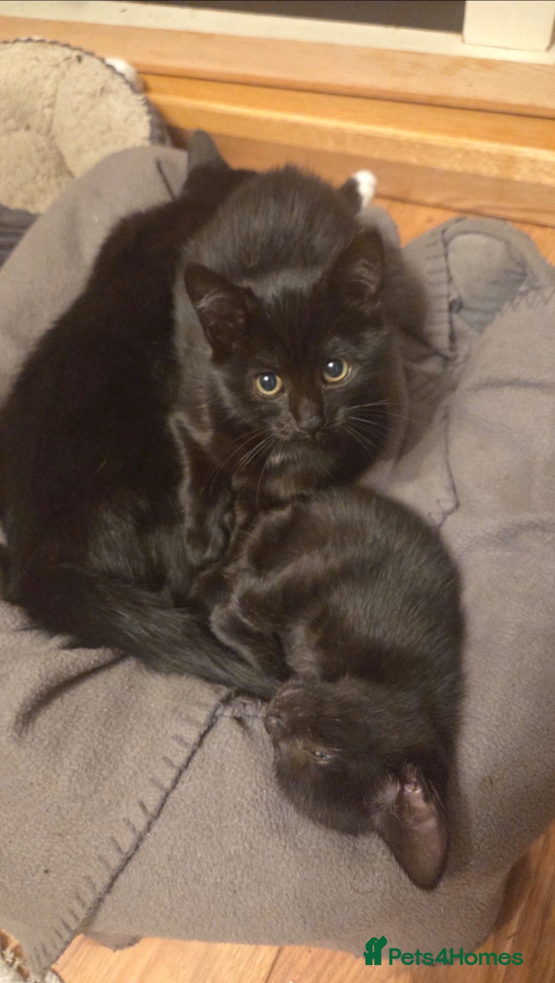 Mixed Breed cats Cats Manchester £0-£30 - Advert 2
