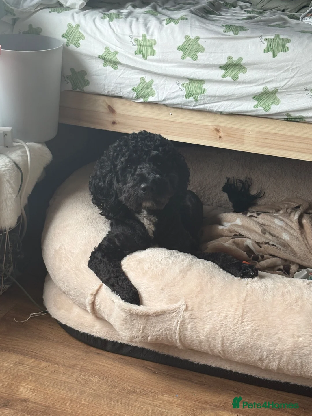 Cockapoo dogs for stud: For STUD in London - Advert 2