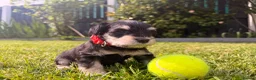 Miniature Schnauzer dogs for sale: Beautiful Black And Silver Mini Schnauzer Puppies - Advert 12
