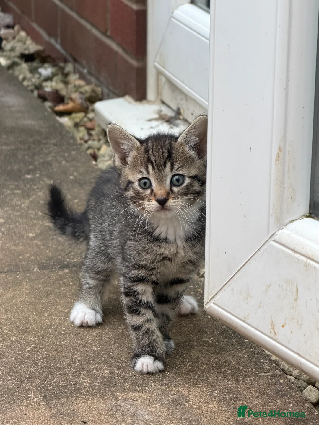 Mixed Breed cats for sale: Domestic Tabby babies  in Daventry - Advert 2