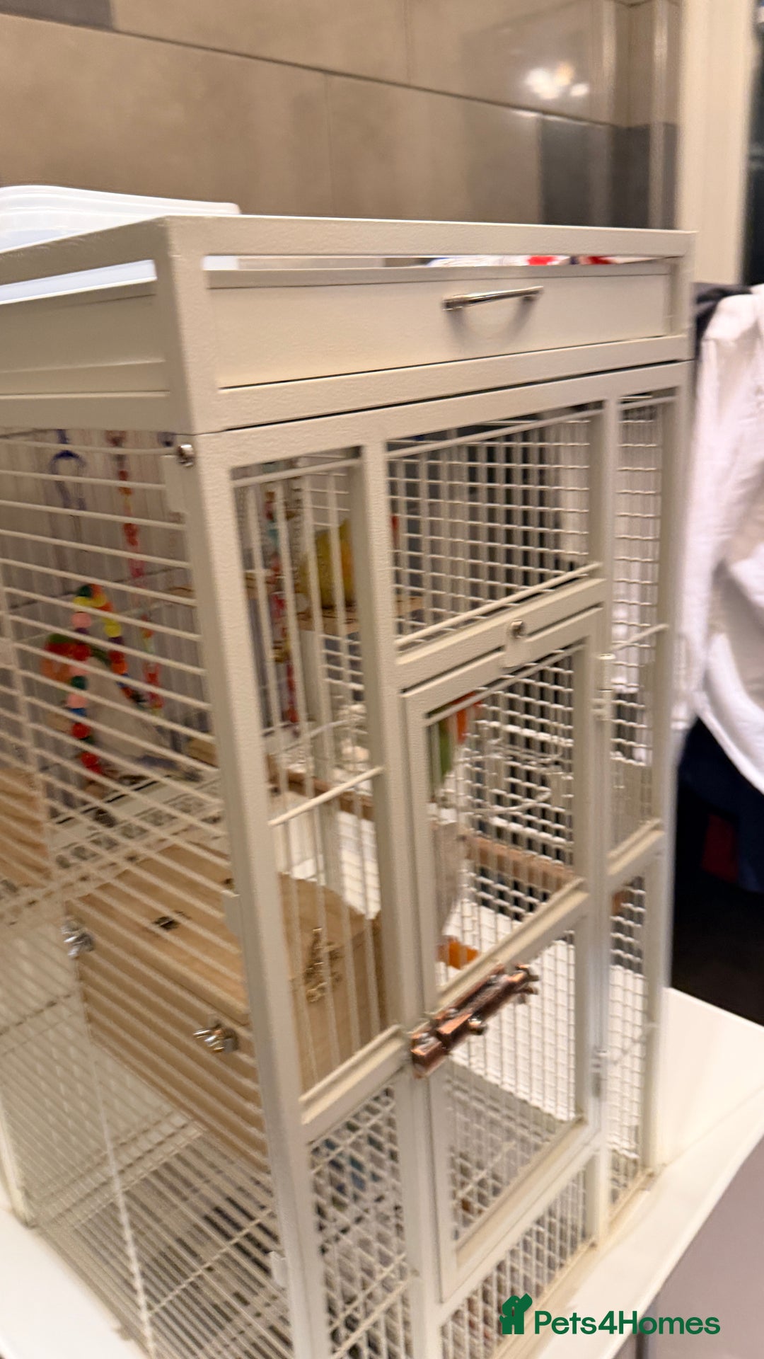 Lovebirds birds for sale: Love birds - Advert 8