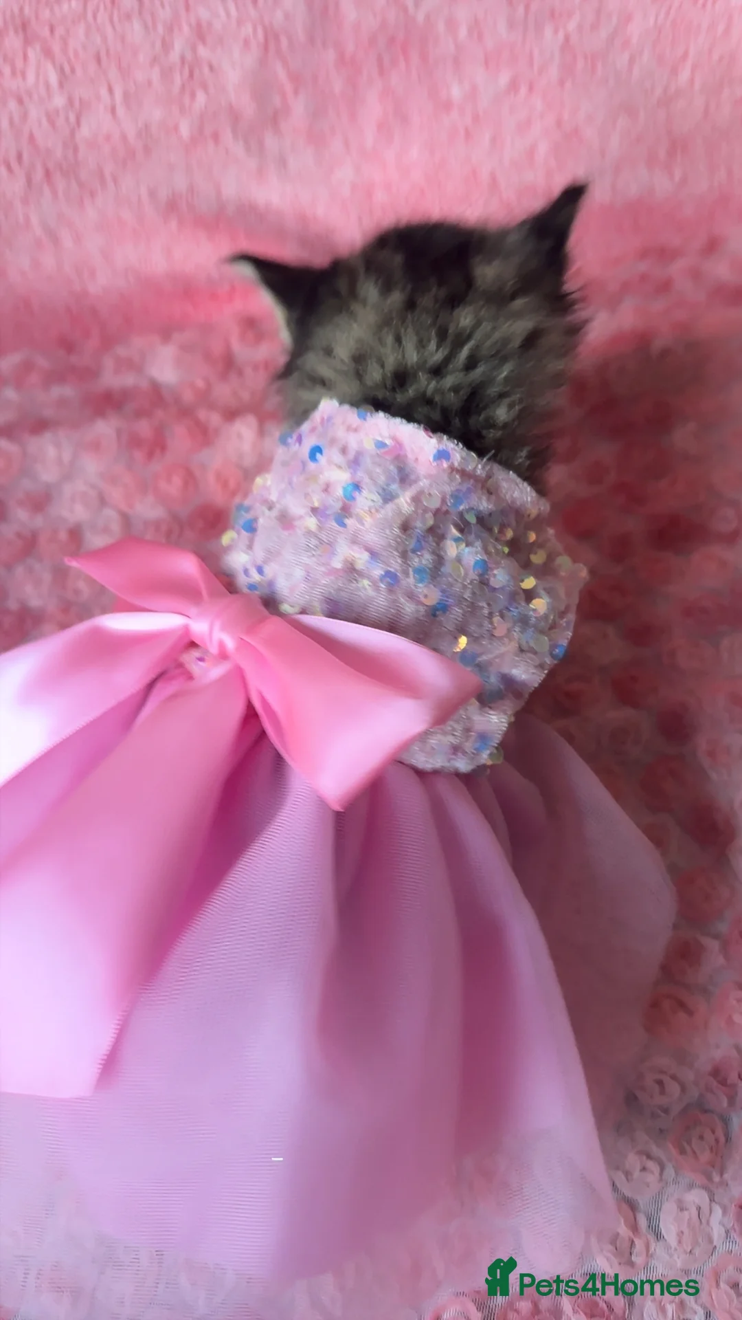 Maine Coon cats for sale: Maine coon cross Kittens❤️ - Advert 10