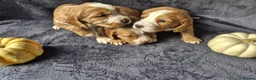 Cocker Spaniel dogs for sale: Beautiful working cocker spaniel puppies in Worcester - Advert 6