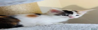 Maine Coon Kitten 2