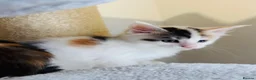 Maine Coon cats for sale: Maine coon kittens  - Advert 7