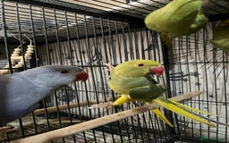 Ringnecks birds for sale: Ring necks for sale different colours  - Image 10