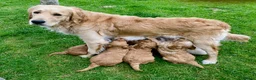 Goldendoodle dogs for sale: Red F1 Goldendoodle puppies for sale  in Leyland - Advert 9