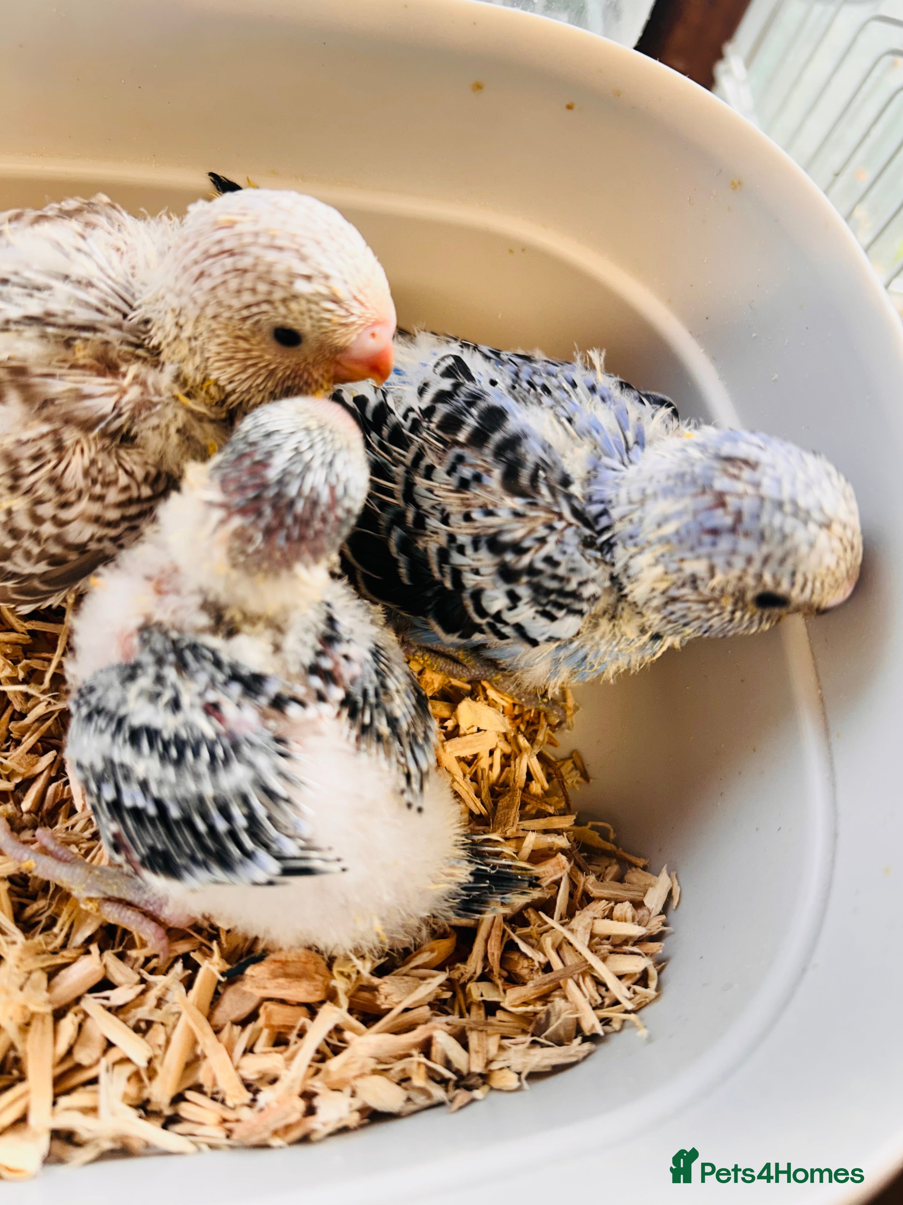 Budgerigars birds Adorable Handreared  baby budgies  - Advert 1