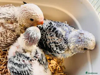 Budgerigars birds Adorable Handreared baby budgies - Advert 1