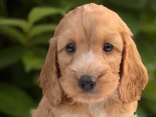 Cockapoo dogs Cockapoo males and females - Advert 6