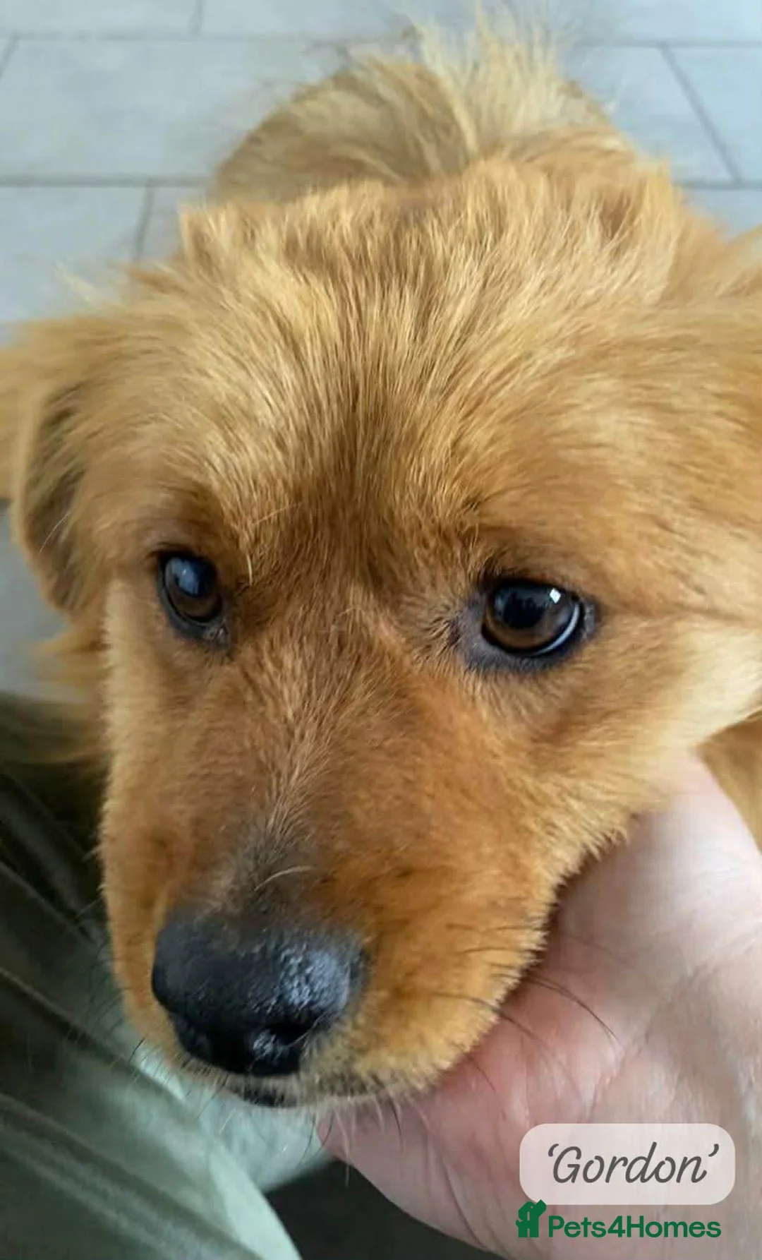Mixed Breed dogs for adoption: Gordon 3-4 years .Available for adoption in Brixham - Advert 2