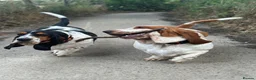 Basset Hound dogs for sale: Besset Puppies  in Swindon - Advert 3